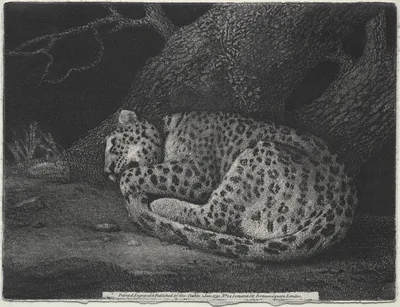 A Sleeping Leopard — George Stubbs