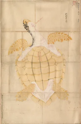 Tortoise