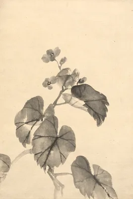 Branch of Begonia in Bloom — Kōno Bairei