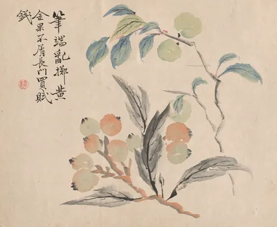 Loquat Tree of Japan — Tsubaki Chinzan