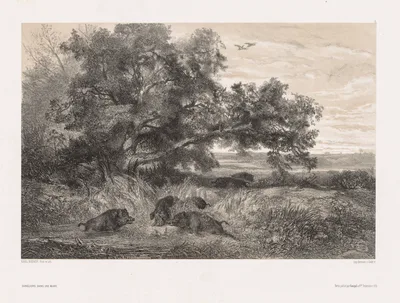 Animals and Landscape after Nature:  Wild Boar in a Pond — Karl Bodmer
