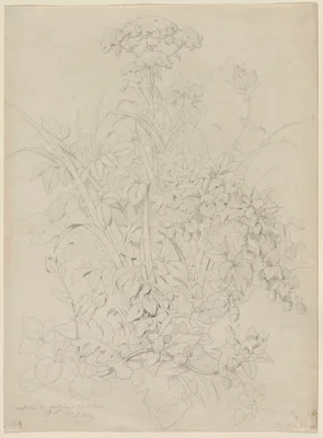 Plant Study — Eugène Blery