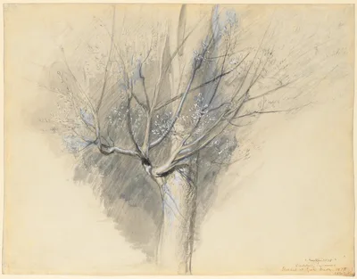 Budding Sycamore — John Ruskin