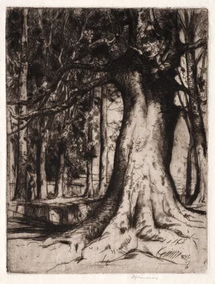 The Sycamore — David Young Cameron