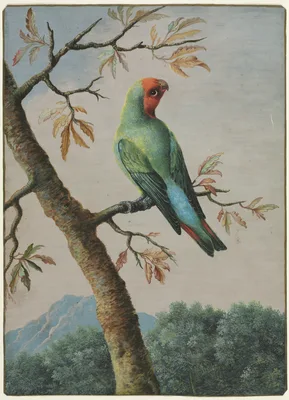 Bird Study: Rosy Faced Love Bird — George Edwards