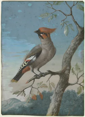 Bird Study: Bohemian Waxwing — George Edwards