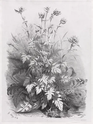 Groups of Various Plants Drawn After Nature:  No. 7 — Eugène Blery