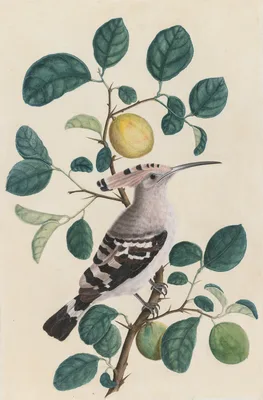 Hoopoe on a Citrus Tree Branch
