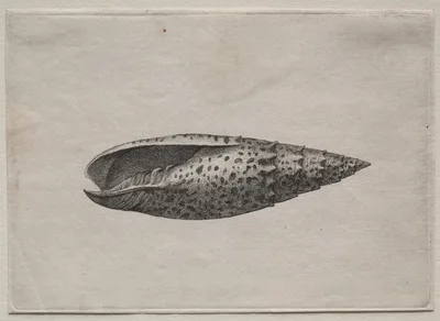 Shells:  Mitra papalis L — Wenceslaus Hollar
