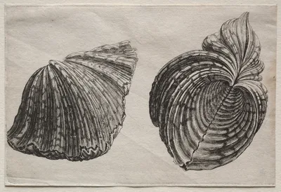 Shells:  Hippopus maculatus Lam — Wenceslaus Hollar