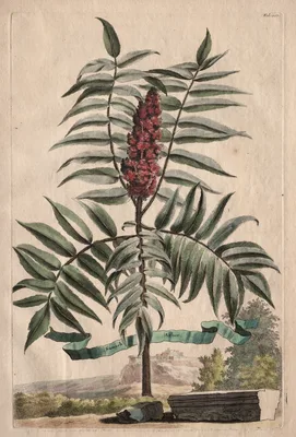 Phytographia Curiosa:  Sumach Arbor — Abraham Munting