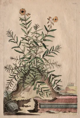 Phytographia Curiosa:  Cistus Minor Rosmarini-Folius — Abraham Munting