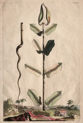 Phytographia Curiosa:  Apocynum Virginianum — Abraham Munting