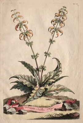 Phytographia Curiosa:  Horminum Indicum Majus — Abraham Munting