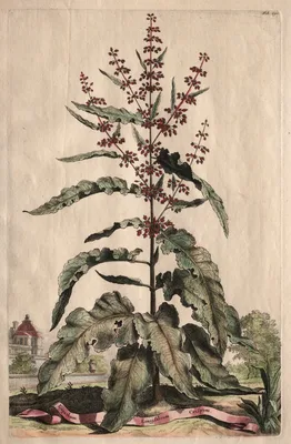 Phytographia Curiosa:  Lapathum Longifolium Crispum — Abraham Munting