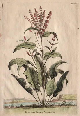 Phytographia Curiosa:  Lapathum Sativum Antiquorum — Abraham Munting