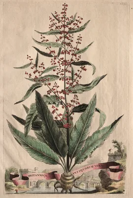 Phytographia Curiosa:  Britannica Antiquorum Vera — Abraham Munting