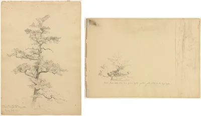 Pine Tree, Conway, New Hampshire (recto); Landscape and Tree Studies (verso) — David Johnson