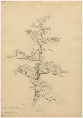 Pine Tree, Conway, New Hampshire (recto) — David Johnson