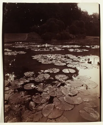 Nymphéa — Eugène Atget