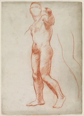 Standing Male Nude