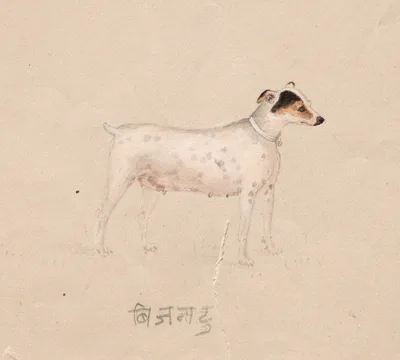 Bijantu