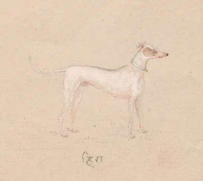 Hira