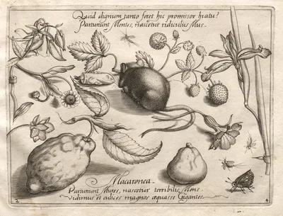 Archetypes and Studies: What can emerge in keeping with such a cavernous promise? (Part IV, plate 2) — Joris Hoefnagel