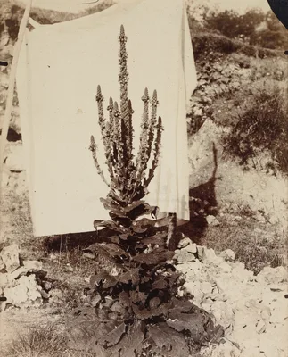 Mullein in Bloom — Eugène Atget