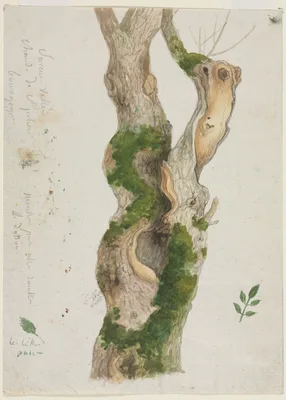 Study of a Tree Trunk — Georges Michel