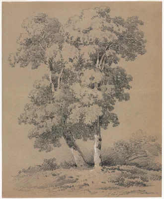 Tree Study — Jules Coignet