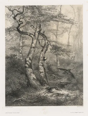 Hare Pursued by a Goshawk — Karl Bodmer