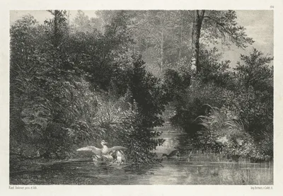 Canards (Ducks) — Karl Bodmer