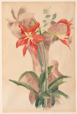 Amaryllis — Charles Henry Buckius Demuth