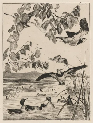Lapwings and Teals — Félix Bracquemond