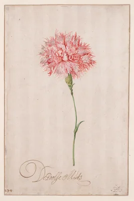 De Poolse Muts — Balthasar van der Ast