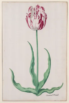 Study of a Tulip (Ammirael Winckel) — Pieter Holsteyn II
