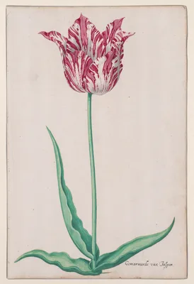 Study of a Tulip (Gemarmerde van Jasper) — Pieter Holsteyn II