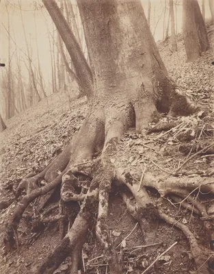 Trees and Roots — Eugène Atget