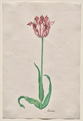 Study of a Tulip (Anvaers) — Pieter Holsteyn II