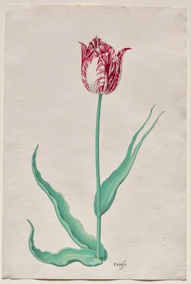 Study of a Tulip ('t roosje) — Pieter Holsteyn II