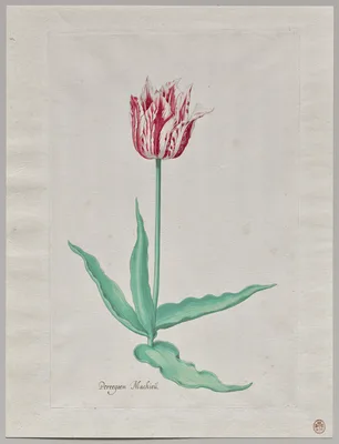 Study of a Tulip (Perregoen Machieu) — Pieter Holsteyn II