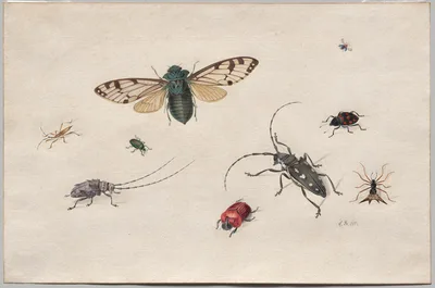 Studies of Insects — Johannes van Bronckhorst