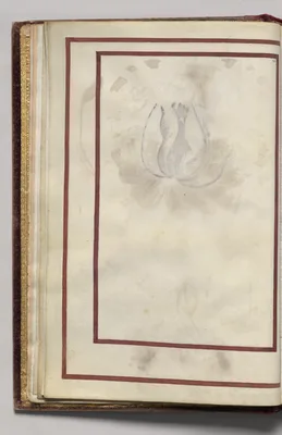 Border, folio 6 (verso), from Florilegium (A Book of Flower Studies)