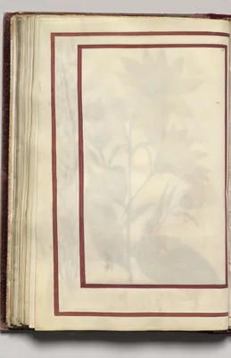 Border, folio 28 (verso), from Florilegium (A Book of Flower Studies)