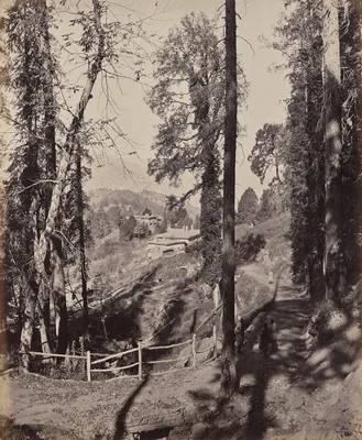 Murree. A Hill Station in the Himmalayahs, View Through the Forest — Samuel Bourne