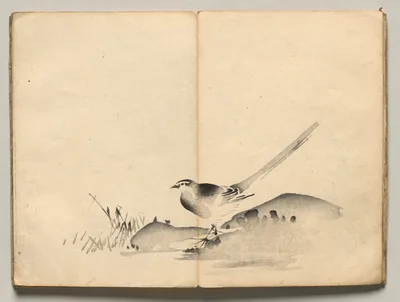 Azure-Winged Magpie from Ōkyo Picture Book — Maruyama Ōkyo