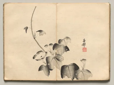 Morning Glory from Ōkyo Picture Book — Maruyama Ōkyo