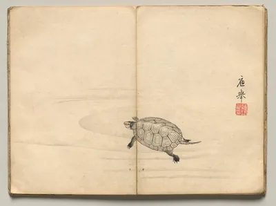 Turtle from Ōkyo Picture Book — Maruyama Ōkyo