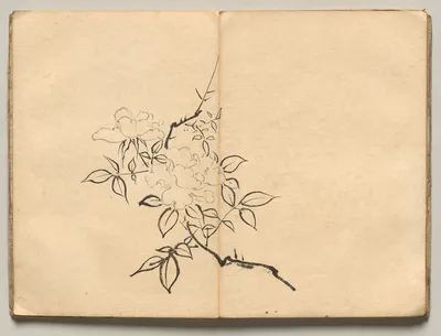 Peony from Ōkyo Picture Book — Maruyama Ōkyo